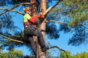 Tree Surveys Wakefield