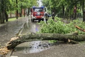 Emergency Tree Work in Wakefield