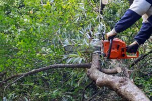 Emergency Tree Work in Wakefield