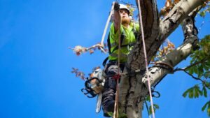 Tree Surveys Wakefield
