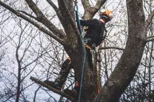 Tree Pruning Wakefield