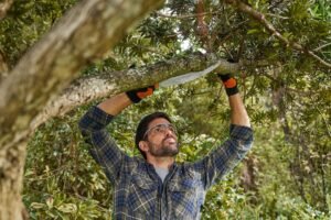 Tree Pruning Wakefield