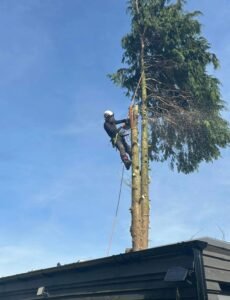 Tree Pruning Wakefield
