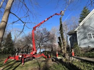 Tree Removal Wakefield
