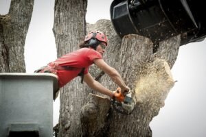 Tree Removal Wakefield