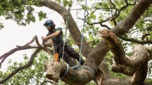 Tree Removal Wakefield