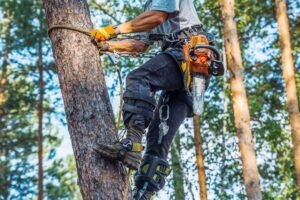 Tree Surgeons Wakefield