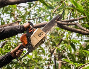 Tree Surgeons Wakefield