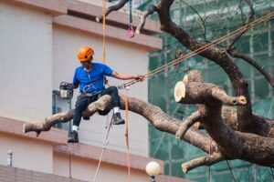 Tree Surveys Wakefield