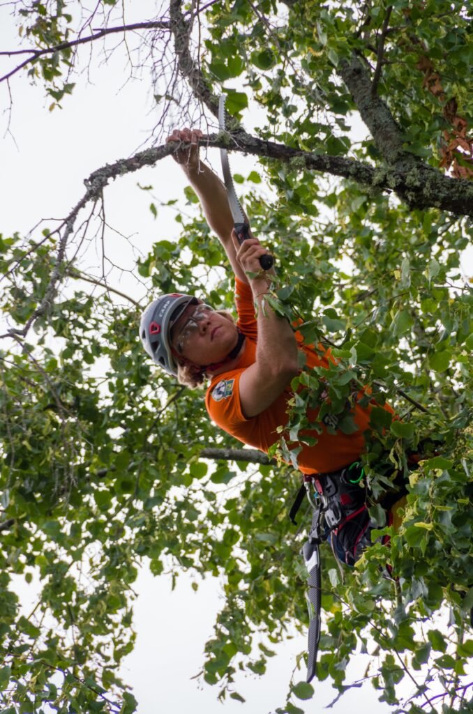 Tree Surgeons Wakefield