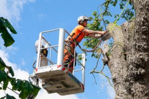 Tree Surgeons Wakefield